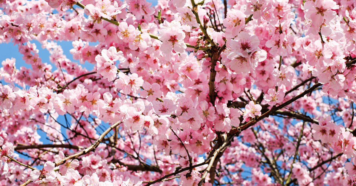 Featured image for “The 2025 Brookhaven Cherry Blossom Festival is Pet-Friendly”