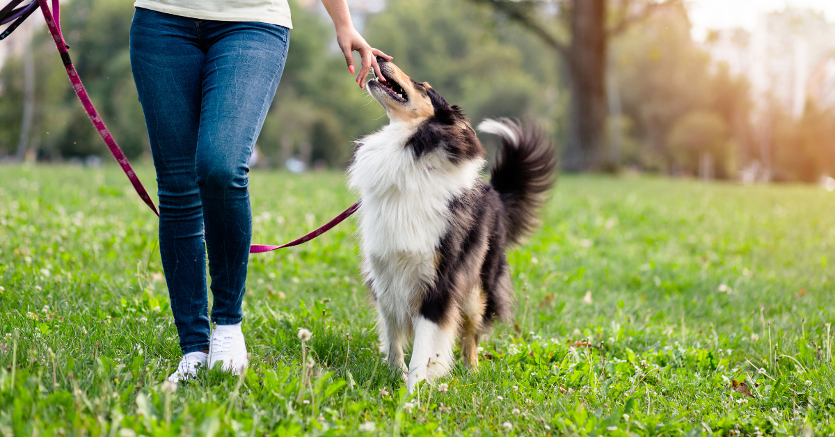 Featured image for “Top 5 Dog Walking Tips from Atlanta’s Most Experienced Dog Walkers”