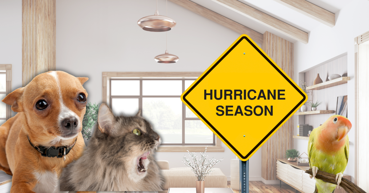 Featured image for “Hurricane Prep for Pets in Atlanta”