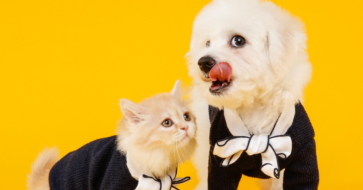 Featured image for “Upcoming Pet-Friendly Halloween Events in Atlanta”