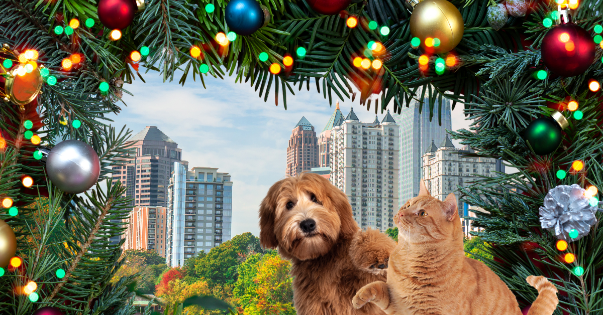 Featured image for “Atlanta’s Ultimate Pet Gift Guide for Discerning Pet Parents”