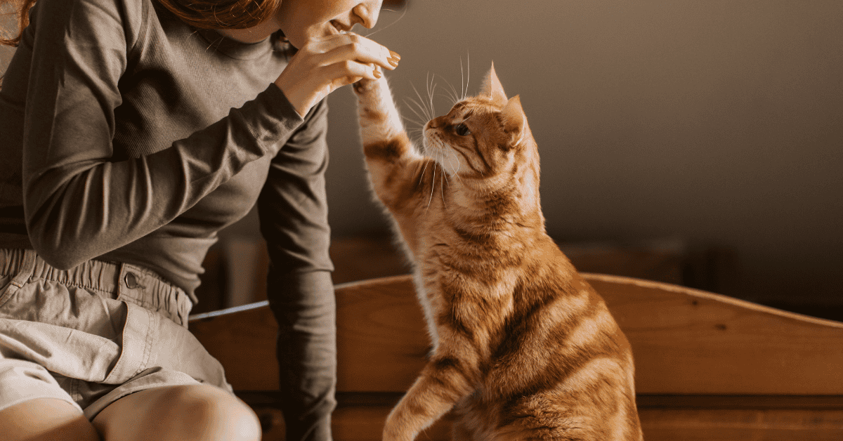 Featured image for “7 Activities to Enrich Your Atlanta Cat Indoors”