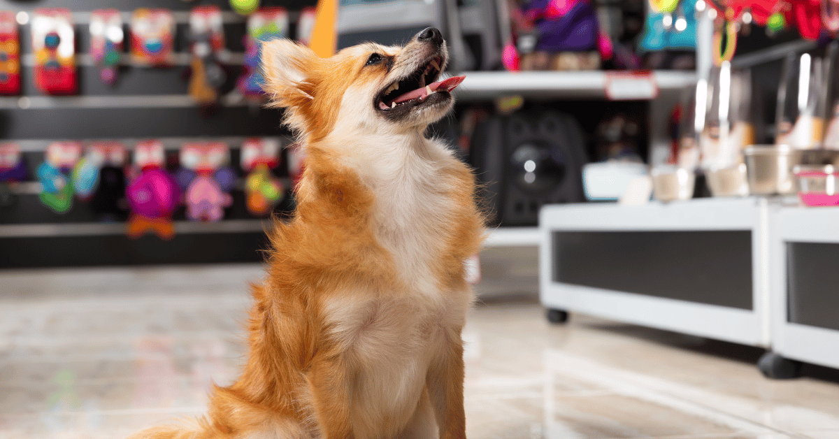 Featured image for “7 Activities to Enrich Your Atlanta Dog Indoors”