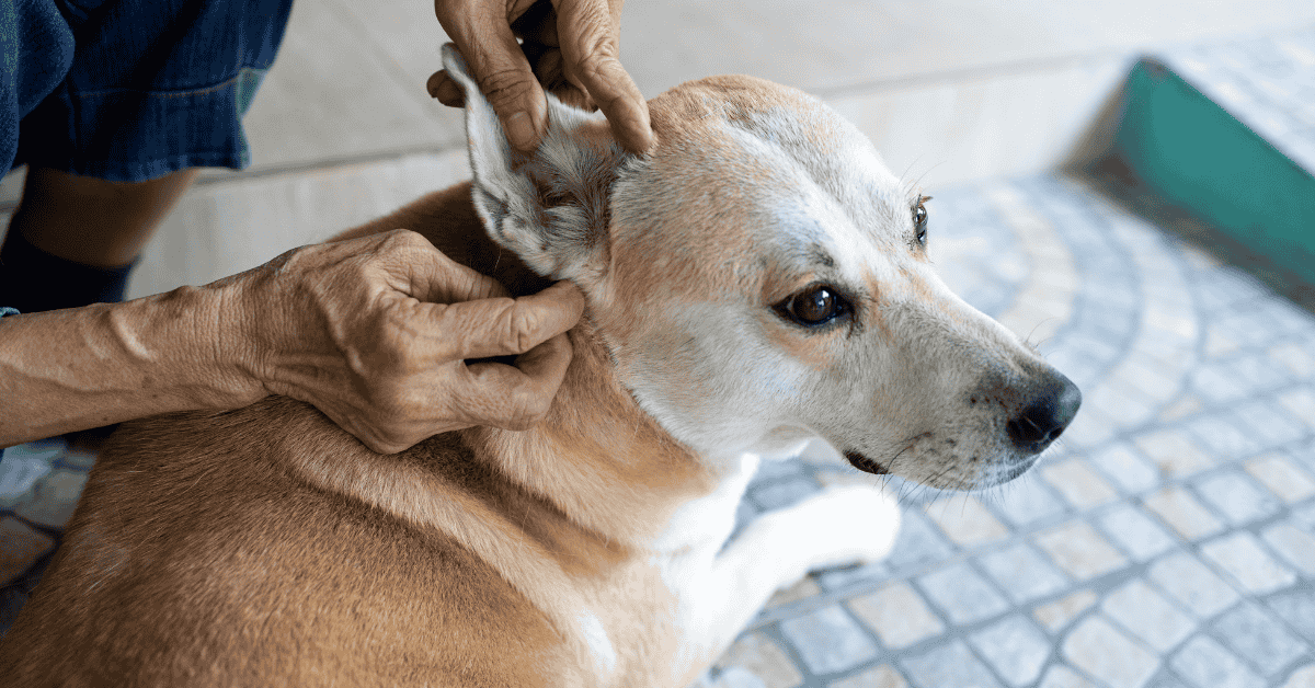 Featured image for “Keeping Atlanta Pets Safe from Pests This Summer”