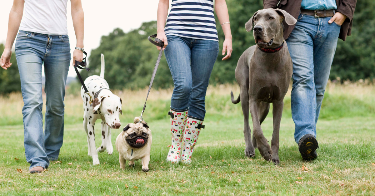 Featured image for “Make a Difference: Become a Volunteer Dog Walker with PAWS Atlanta”