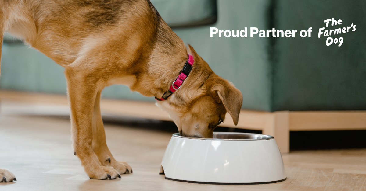 Featured image for “Our Partnership with The Farmer’s Dog: Optimizing Dog Health in Atlanta”