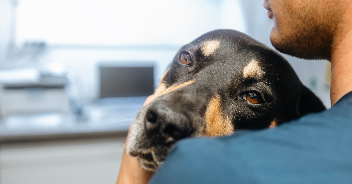 Featured image for “10 Pet Cancer Prevention Tips: Safeguarding Atlanta’s Pet Population”