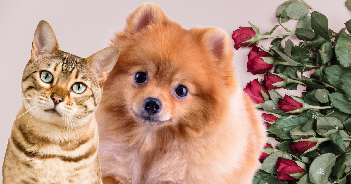 Featured image for “Love Your Pet with Exercise: A Valentine’s Day Gift for Health and Longevity”