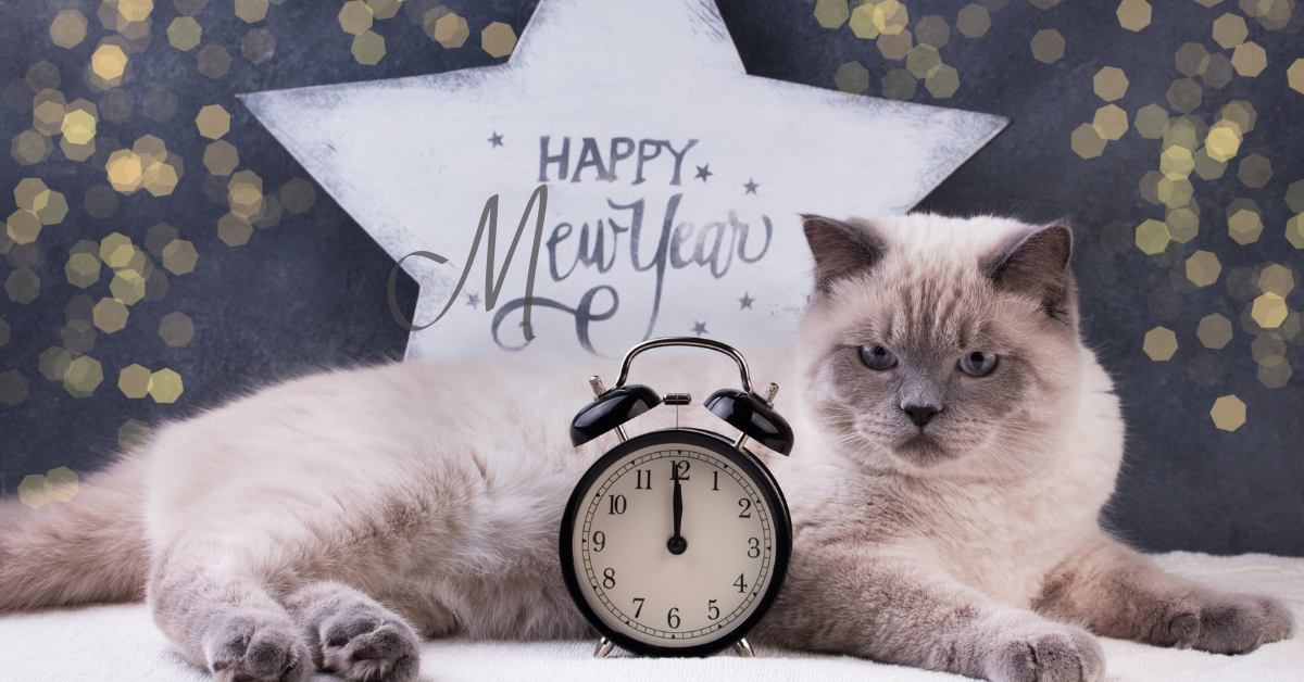 Featured image for “Happy Mew Year for Cats: Top 4 Ways to Celebrate Atlanta Cats in 2025”