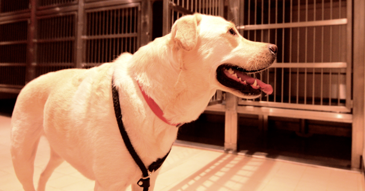 Featured image for “Pet-cation Planning”