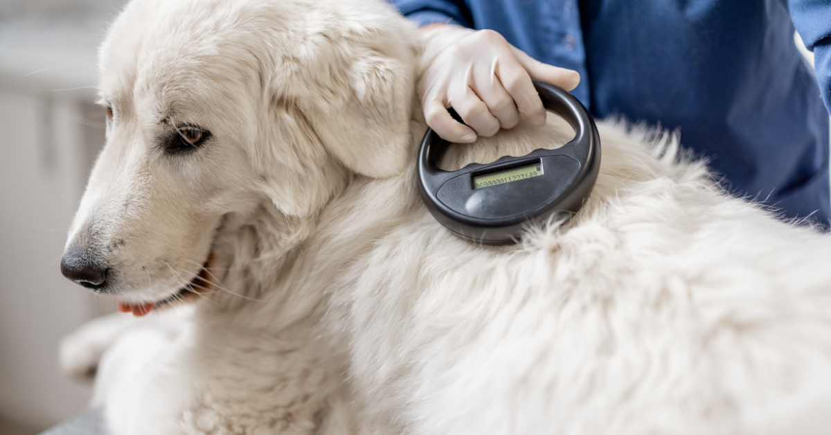 Featured image for “Microchipping Your Atlanta Pet: A Lifesaver”