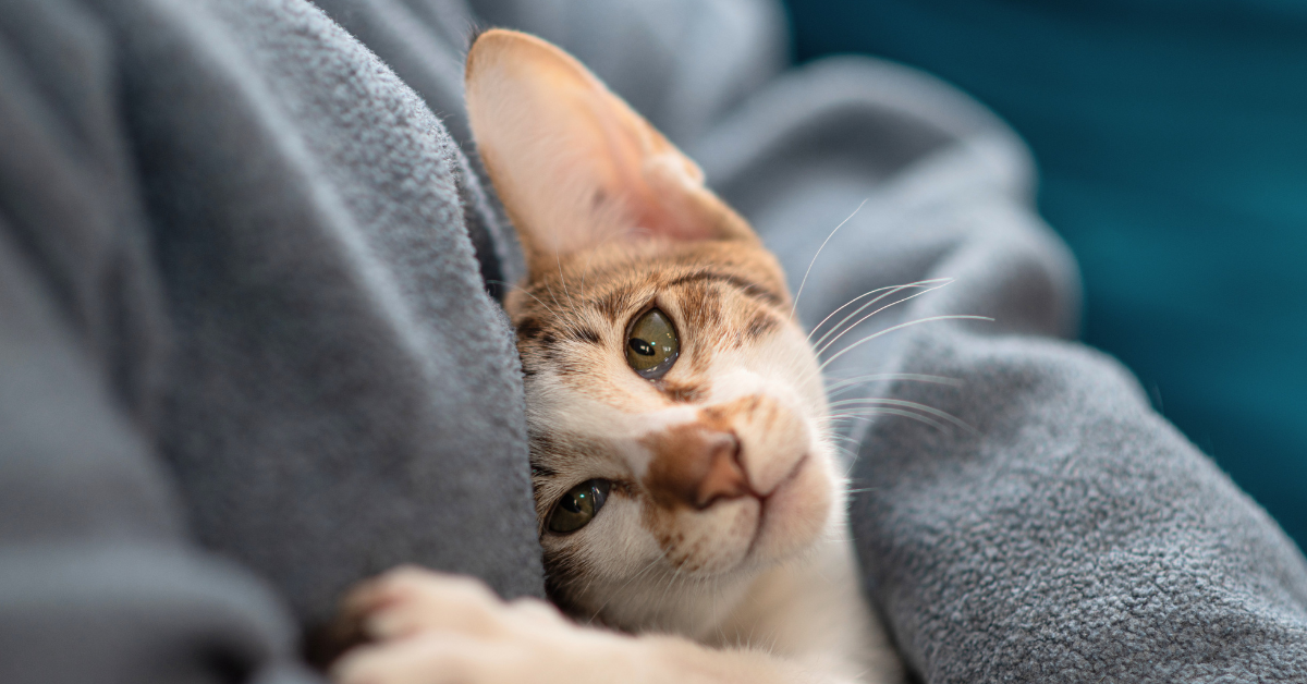 Featured image for “National Pet Month”